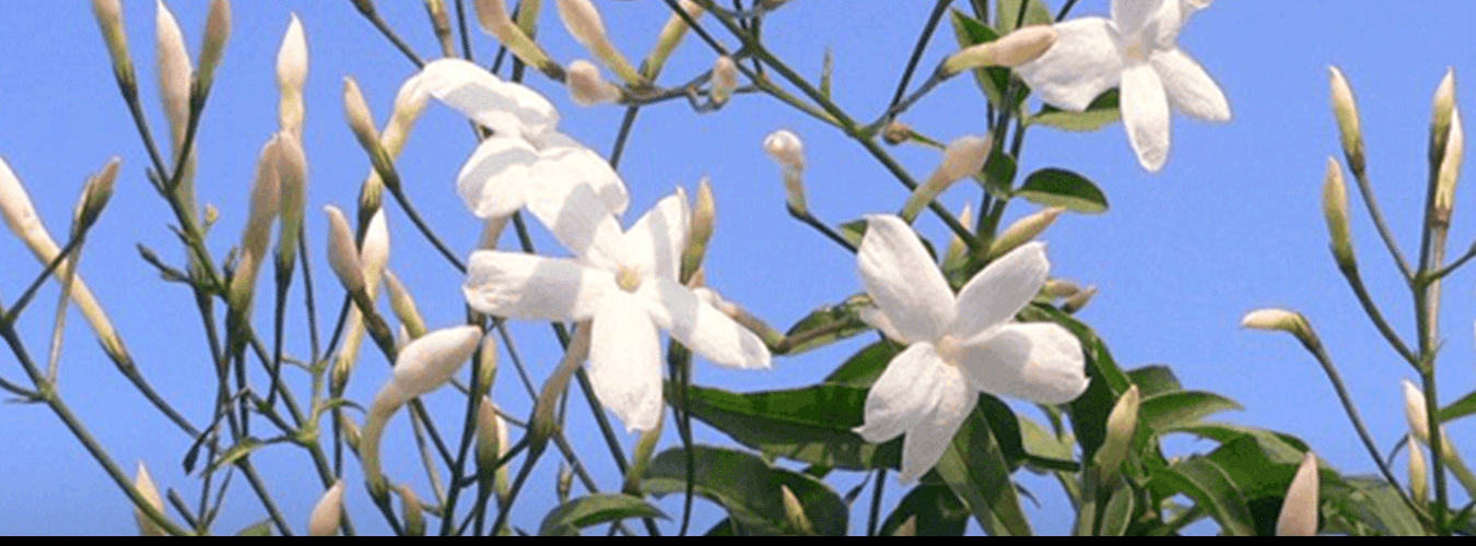 Sicilian Jasmine